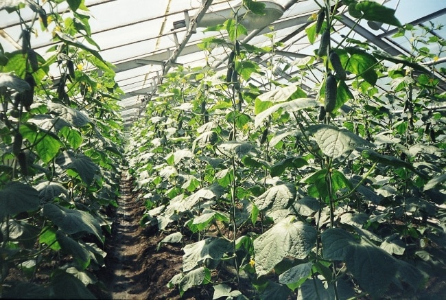 Огурцы на опорах