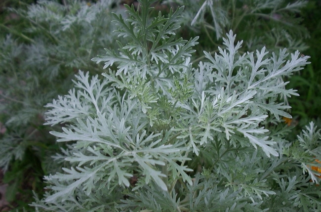 Трава полынь