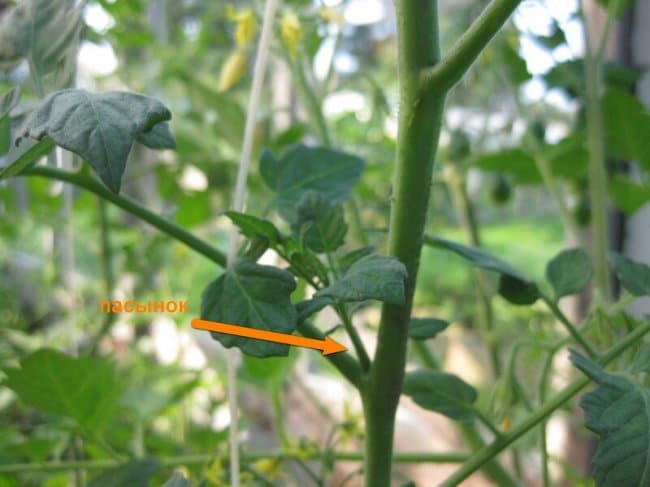 Пасынок на удаление