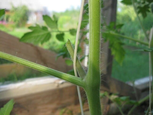 Пенек от пасынка