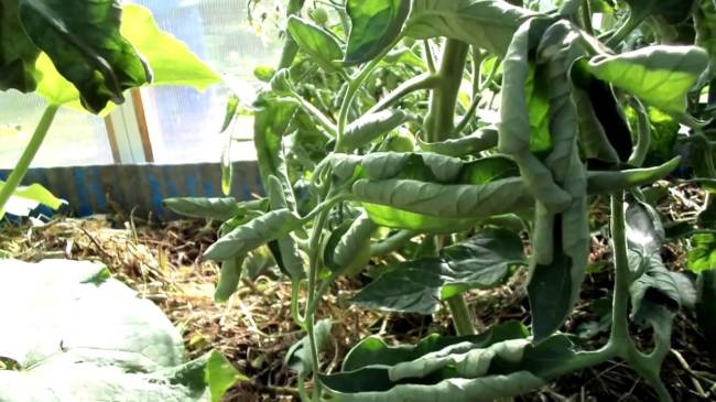 Переизбыток азота