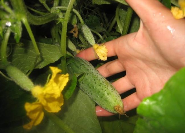 Первый огурчик 