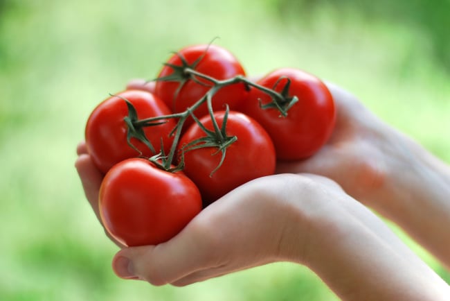 Первый урожай