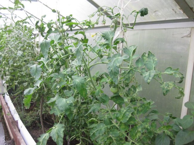 Полудетерминантный сорт