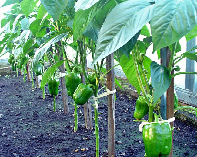 Высокие перцы