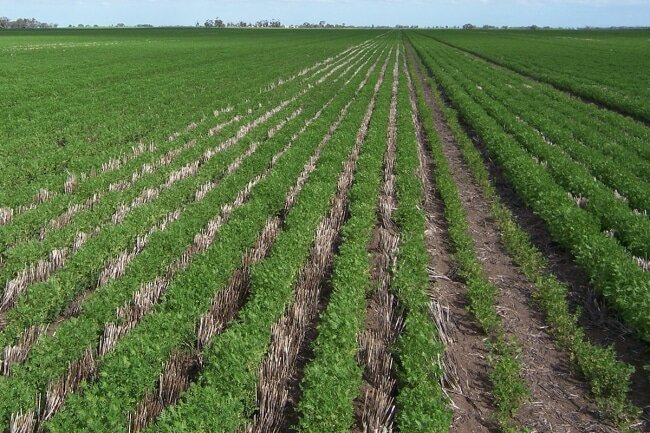 Поле чечевицы