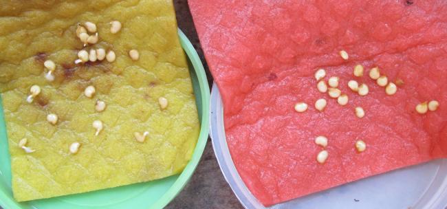 Проращивание семян