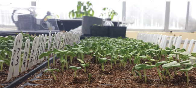 Рассада на посадку 