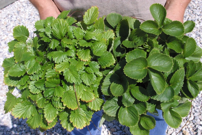 Качественная рассада клубники