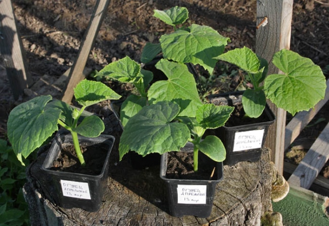 Рассада огурцов