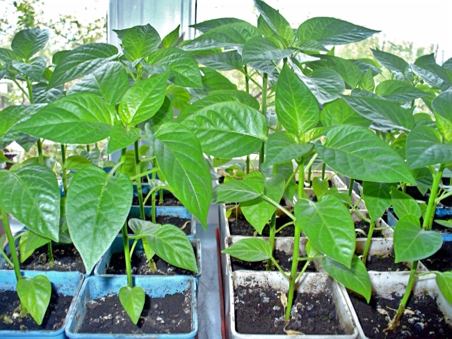 Рассада перцев в стаканчиках