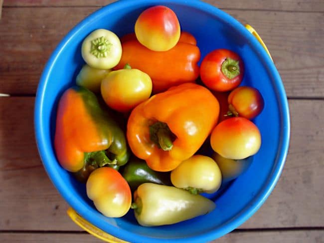 Разнообразие сортов