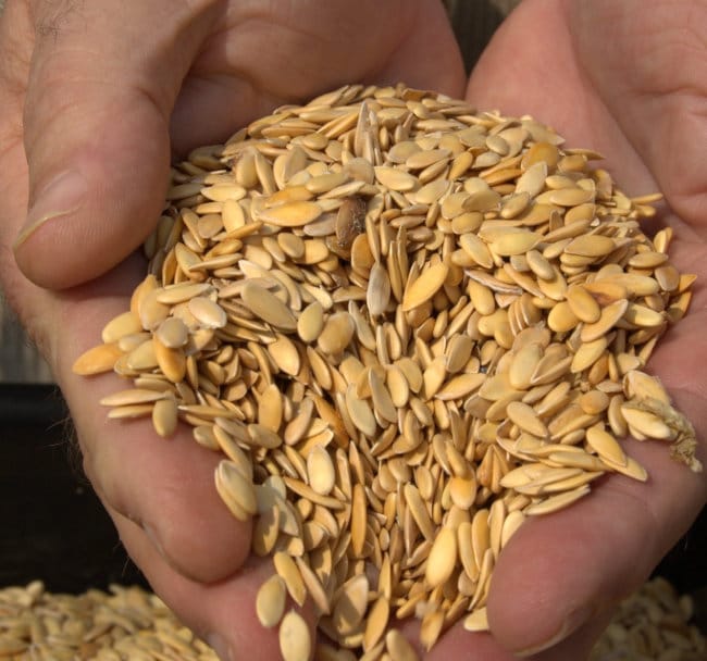 Семена дыни