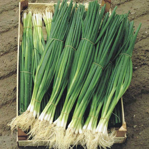 Сорт Параде