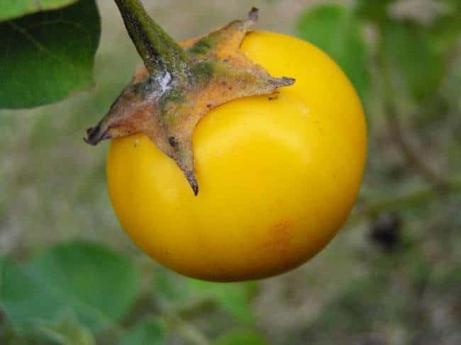 Сорт Золотое яйцо