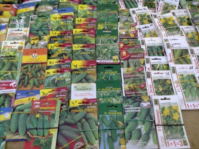 Сорта огурца