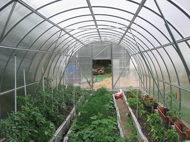 Совместное выращивание овощей