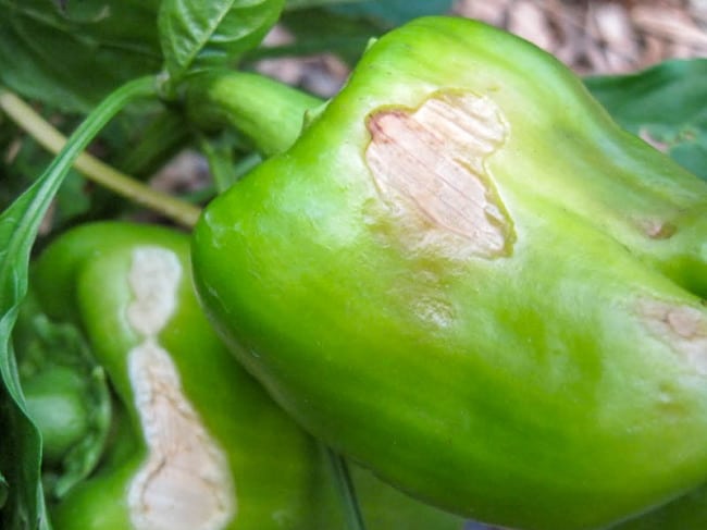 Табачная мозаика плодов