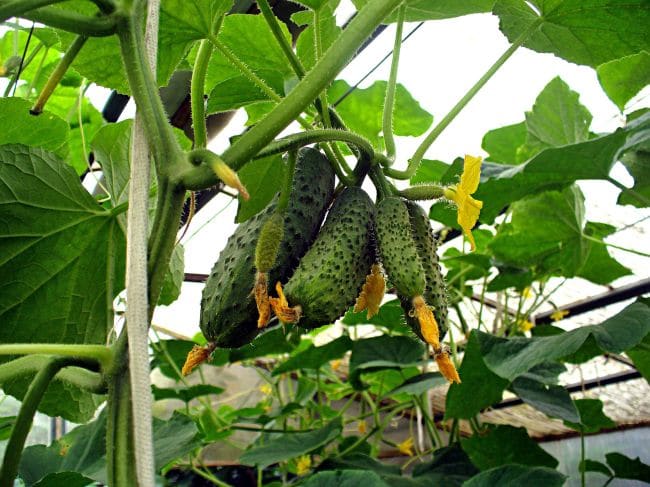 Тепличный огурец