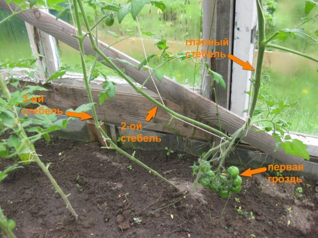 Томат в 3 стебля