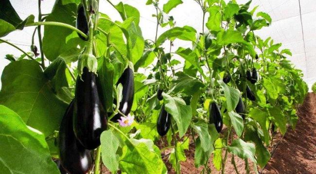 Кусты баклажанов