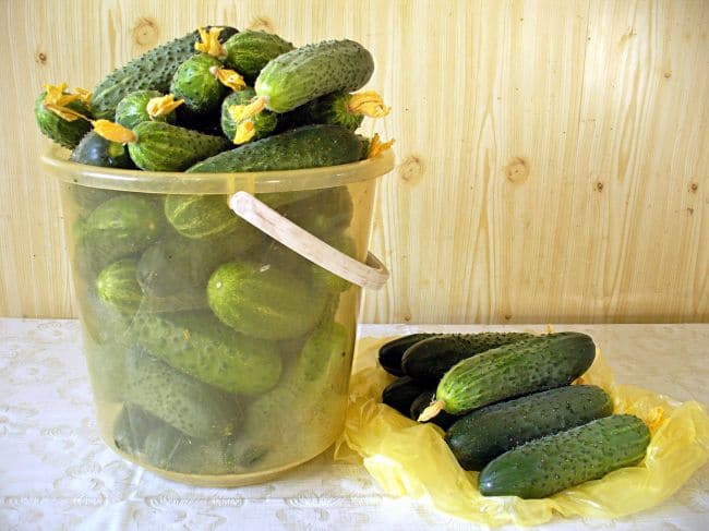 Урожай огурцов