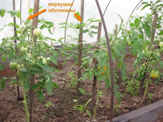 Вершкование томатов