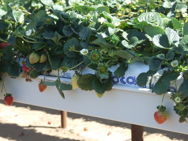 Выращенная клубника