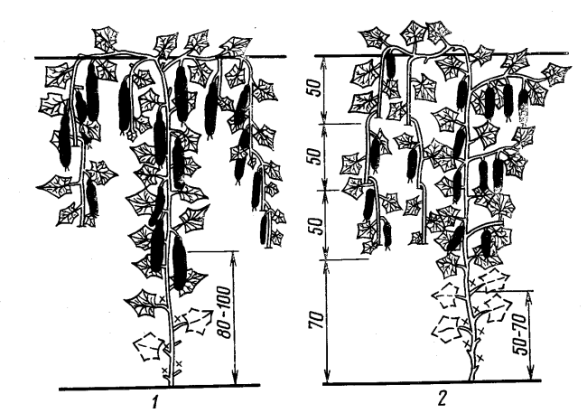 Зона ослепления куста