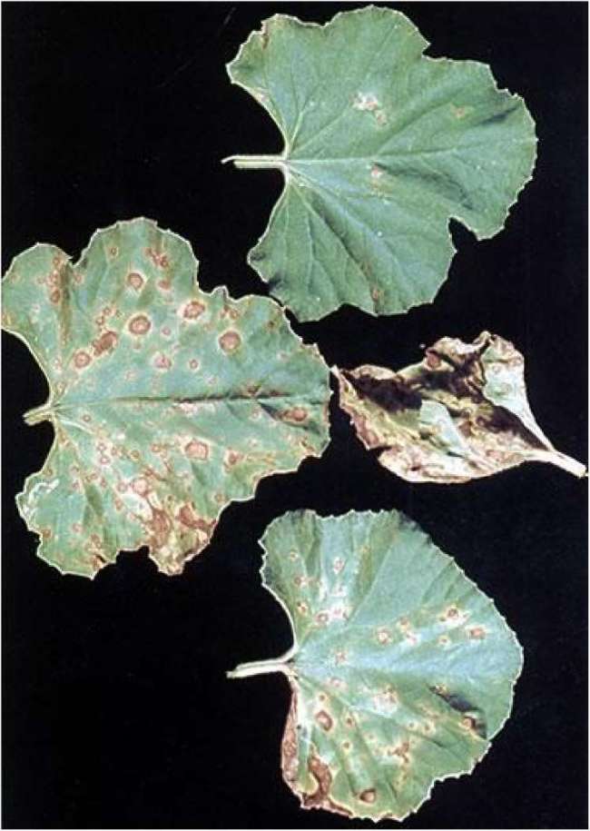 Альтернариоз огурцов