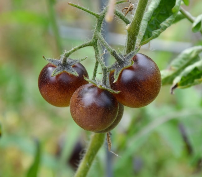 Сорт Amethyst Cream