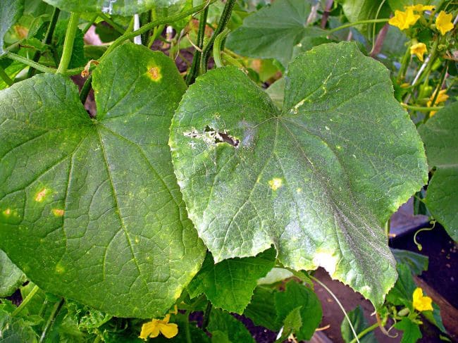 Признаки антракноза 