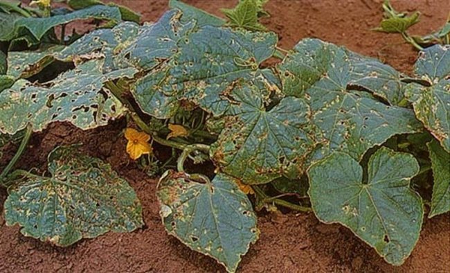 Бактериоз огурца