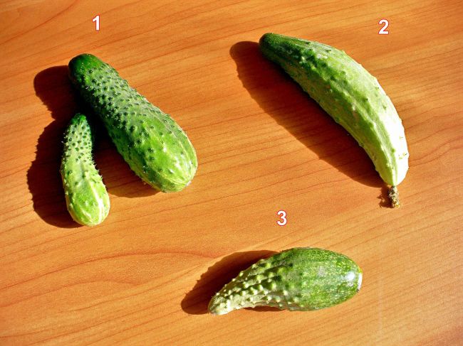 Признаки дефицита питания на плодах 