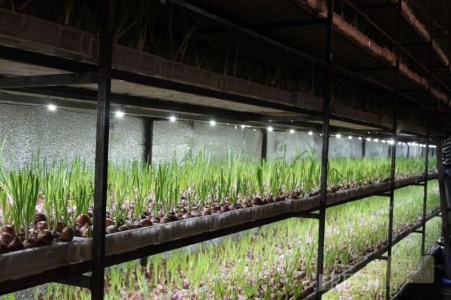 Многоярусные грядки - освещение