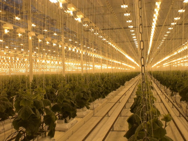 НЛВД в теплице