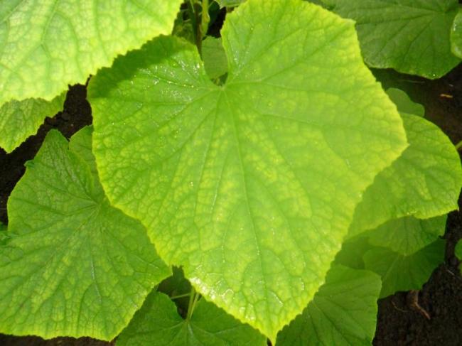 Нехватка азота