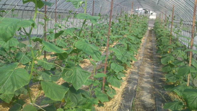 Тепличные огурцы