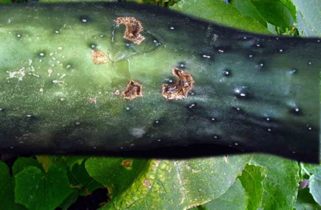 Оливковая пятнистость 