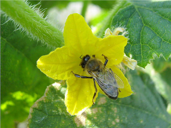 Опыление пчелой