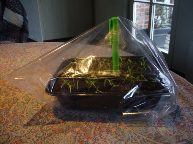 Парник из пакета