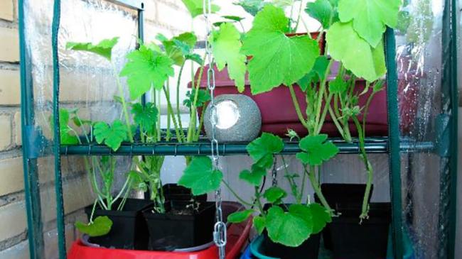 Парник-этажерка