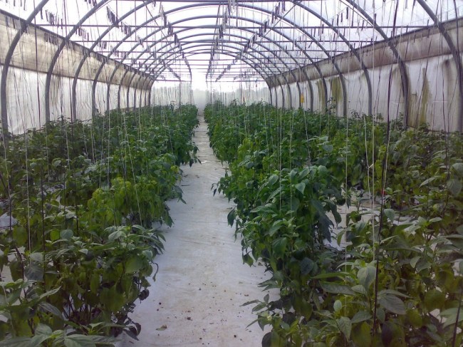 Перец в теплице