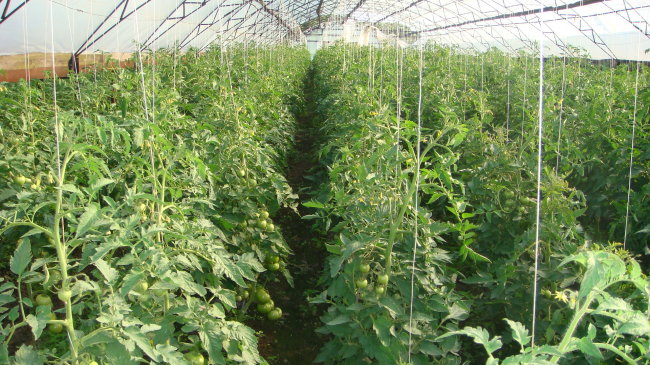 Подвязка на шпагат