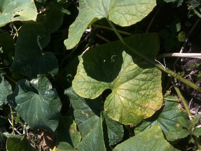 Пожелтение листа 