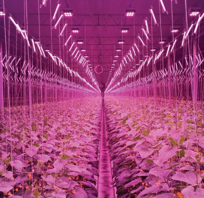 Промышленная теплица