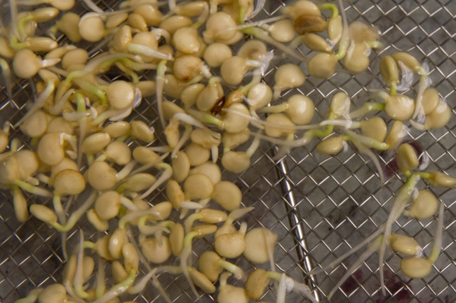 Проросшие семена перца