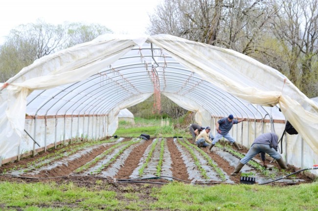 Проветривание теплицы