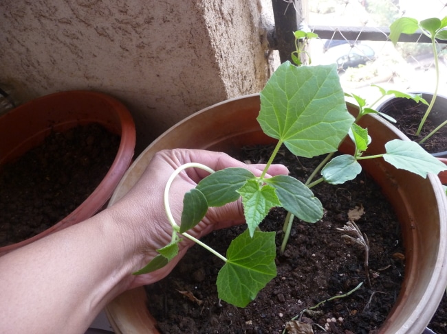 Подготовленная рассада