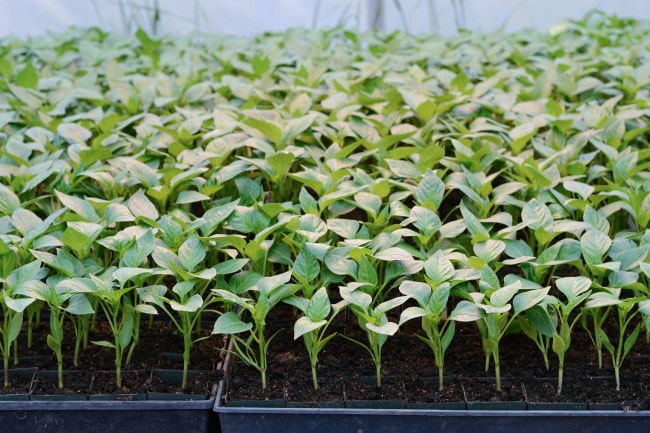 Рассада перца